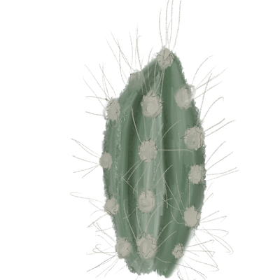 A small cactus plant