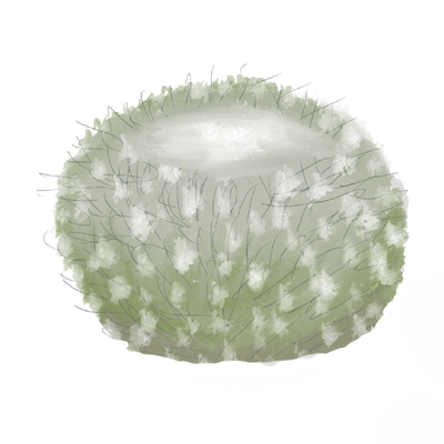 A small cactus plant