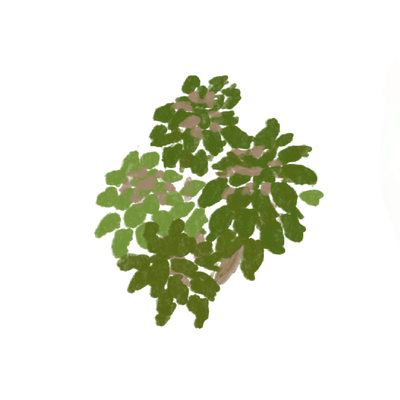 A small cactus plant